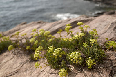 Close-up of plants