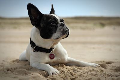 French bulldog relaxing on sandy beach