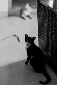 Portrait of black cat sitting on floor at home