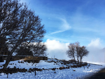 Trees on snow covered field against sky