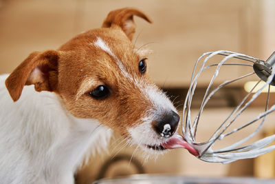 Dog lick electric kitchen mixer whisk