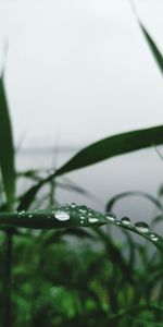 Close-up of raindrops on plant