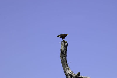 Low angle view of bird perching on a tree