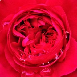 Macro shot of pink rose
