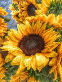 Close-up of sunflower blooming in field