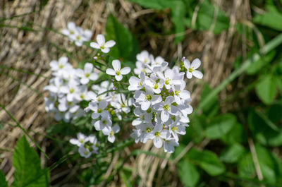 Close-up of white flowering plant