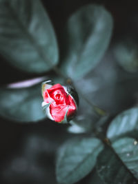 Close-up of red rose