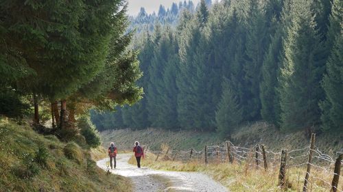 Rear view of woman walking on footpath amidst trees in forest