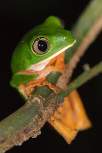 Close-up of tree frog on branch