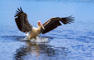 Pelican landing in lake