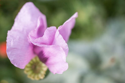 Close-up of pink rose