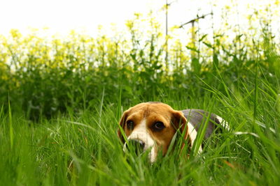 Portrait of dog on field