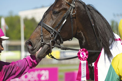 Close-up of a horse