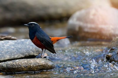 Close-up of bird perching on rock