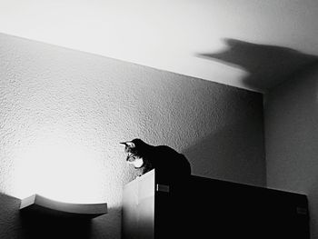 Silhouette of cat at home