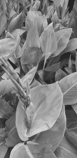 Close-up of flowering plant