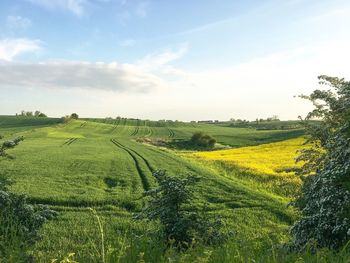 Scenic view of agricultural field against sky