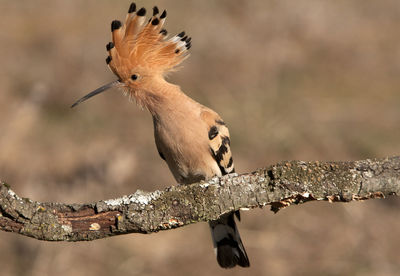 Close-up of bird perching on a branch