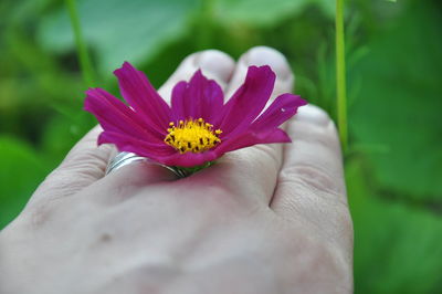 Close-up of hand holding purple flower