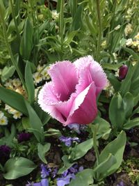 Close-up of pink flowers