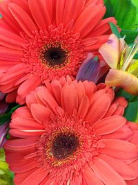 Close-up of red flower