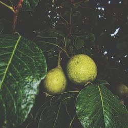 Close-up of fruits growing on tree