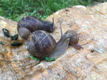 Close-up of snails on rock