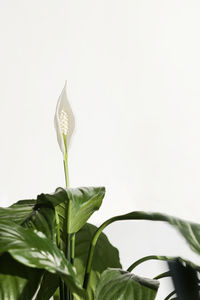 Close-up of plant against white background