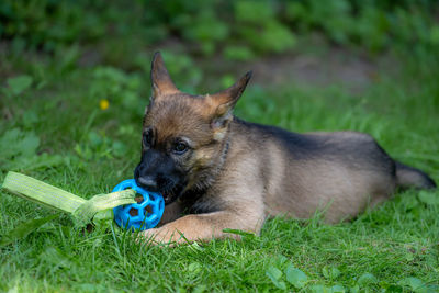 Portrait of a dog on field