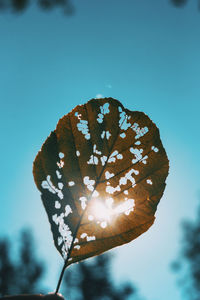 Close-up of plant against clear blue sky