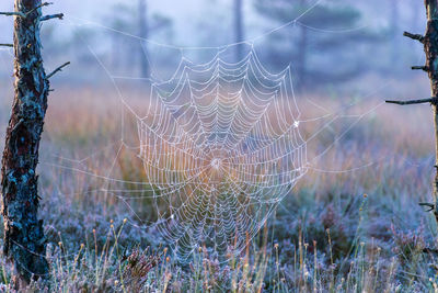 Close-up of spider web on plants