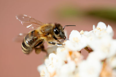 Close-up of bee pollinating on flower