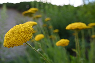 Close-up of yellow flowering plant