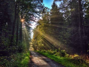 Sun shining through trees in forest