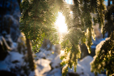 Low angle view of pine tree against sunlight