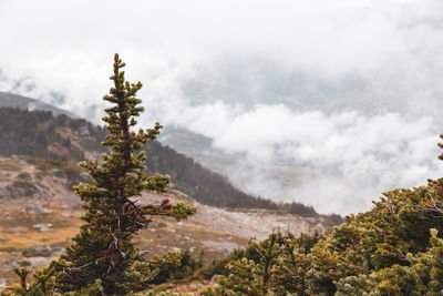 Scenic view of tree on mountain against sky