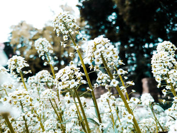 Close-up of fresh flowers blooming in field