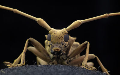 Close-up of a dog