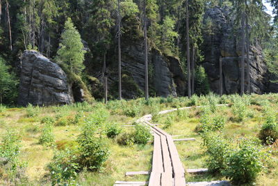 View of road passing through forest