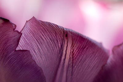 Close-up of pink flower