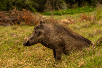 Close-up of warthog sitting on grassy field