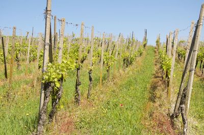 Panoramic view of vineyard against clear sky