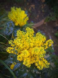 Close-up of yellow flowers