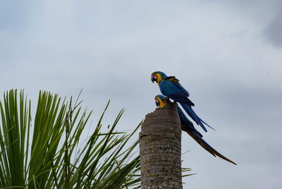 Low angle view of bird perching on tree against sky