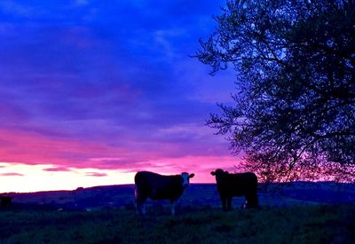 Cows on landscape against sky