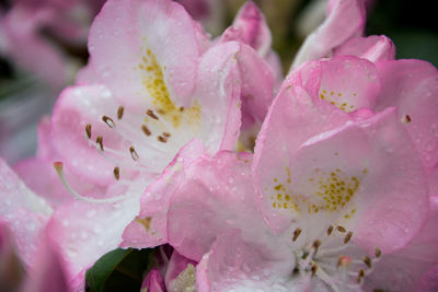 Close-up of pink flower