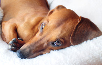 Close-up portrait of dog relaxing on floor