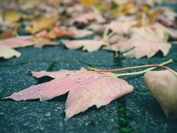 Close-up of maple leaves during autumn