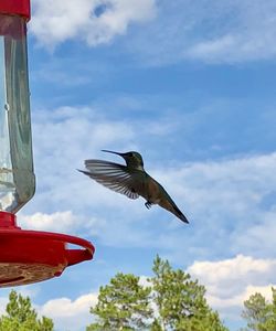 View of bird flying against cloudy sky