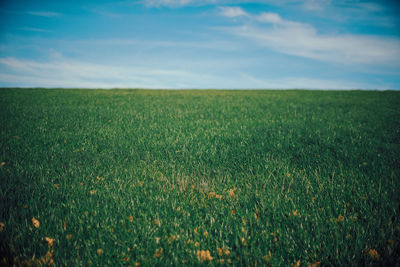 Scenic view of field against sky